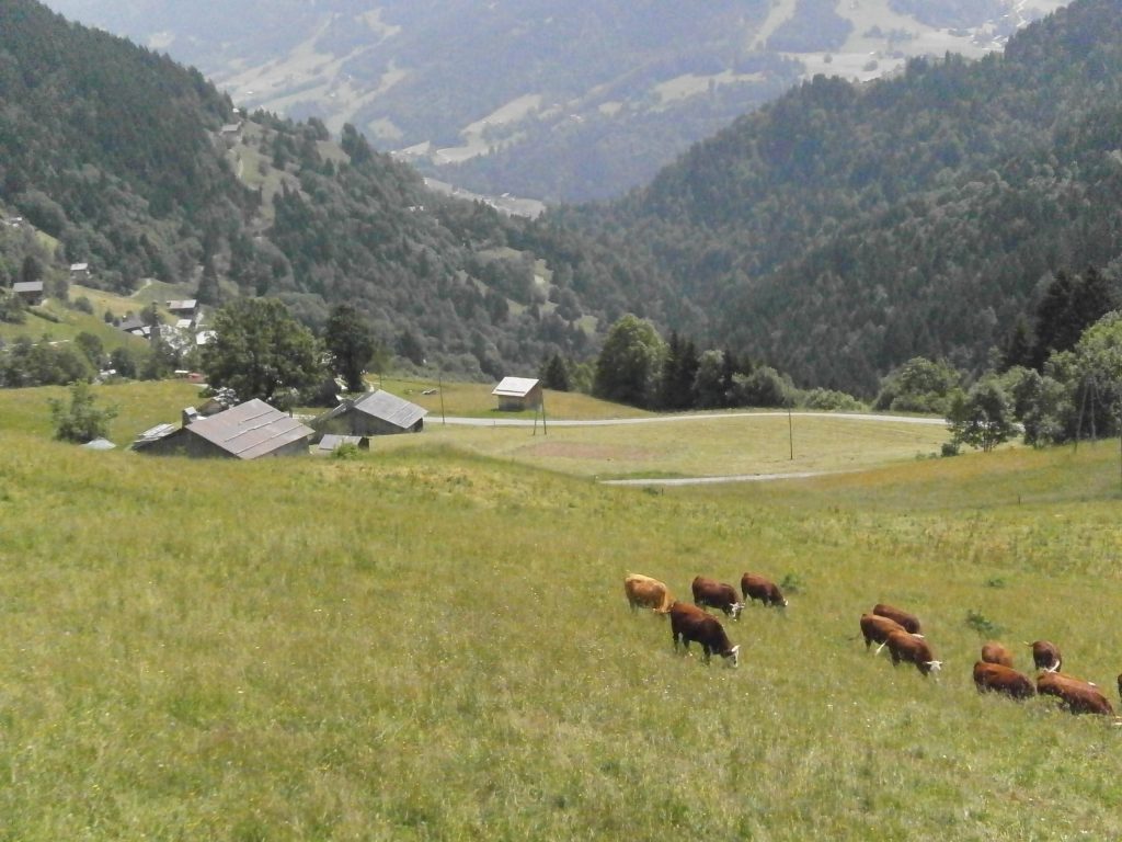 Photo de nature