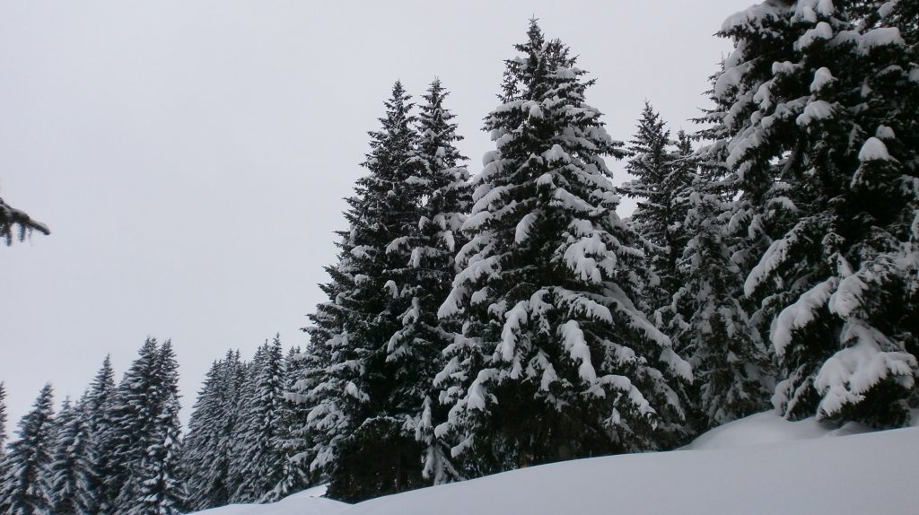 Photo de nature
